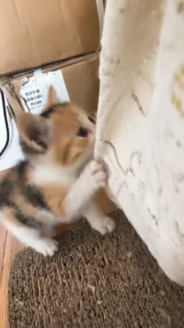 抱猫回老家女士关于抱猫回老家女士的信息，存在不同的报道和解读。